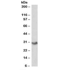 Western blot testing of human spleen lysate with VTCN1 antibody at 0.2ug/ml. Predicted molecular wei