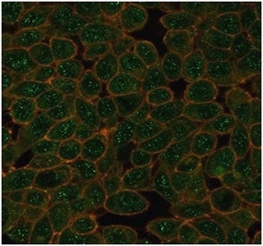 Immunofluorescent staining of PFA-fixed human HeLa cells using GTF2A1 antibody (green, clone PCRP-GT