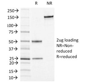 CD13 Antibody / ANPEP
