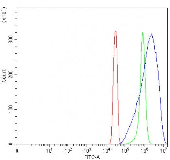 PPP2R5B Antibody / PP2A B subunit isoform R5-beta