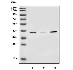 Western blot testing of human 1) HEK293, 2) PC-3 and 3) MCF7 lysate with SLC25A19 antibody. Predicte
