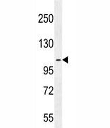 MUC3B Antibody