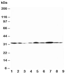Connexin 32 Antibody