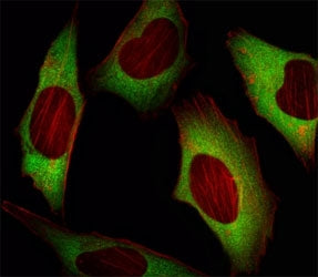 EIF4E Antibody