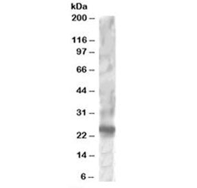 RGS1 Antibody