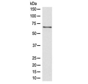 CDC45 Antibody / PORC-PI-1