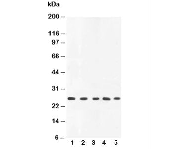 TNFa Antibody