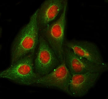 POLR2E Antibody / RPB5
