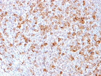 CD3 epsilon Antibody