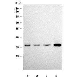 Western blot testing of 1) human Caco-2, 2) human A549, 3) rat thymus and 4) mouse thymus tissue lys
