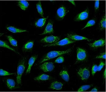 Cyclophilin B Antibody