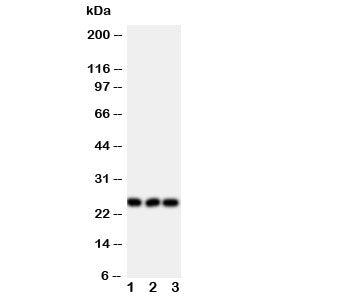 FGF19 Antibody