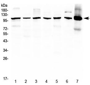 HDAC4 Antibody