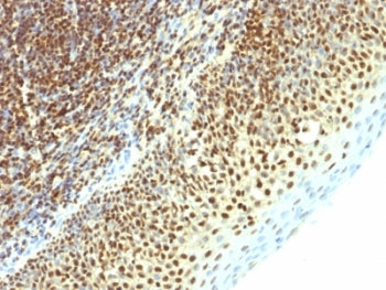 IHC: Formalin-fixed, paraffin-embedded human tonsil stained with SUMO2 antibody (SPM621)