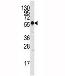 SIGLEC7 Antibody (D-siglec)