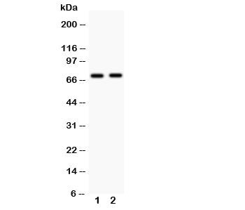 MEKK3 Antibody