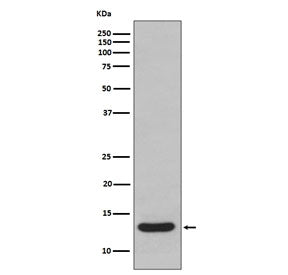 FABP1 Antibody (liver)