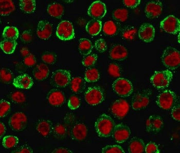 CD137 Antibody / 4-1BB / TNFRSF9