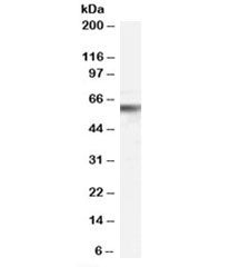 VPS45 Antibody