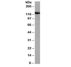 DDB1 Antibody