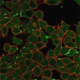 Immunofluorescent staining of PFA-fixed human HeLa cells ZNF358 antibody (green, clone PCRP-ZNF358-1
