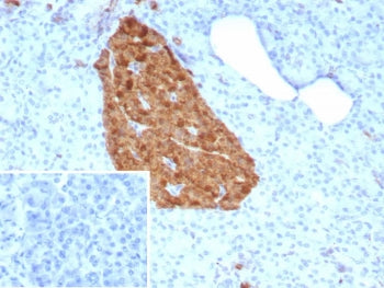 IHC staining of FFPE human pancreas tissue with Gamma Enolase antibody (clone ENO2/9047). Inset: PBS