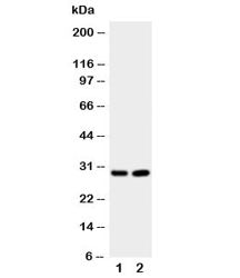 Prion protein Antibody (PrP)