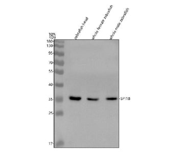 Western blot analysis of Spi1b protein using Zebrafish Spi1b antibody and 1) zebrafish head, 2) whol