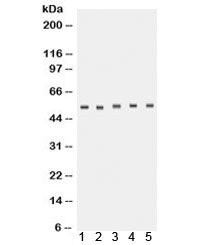 Western blot testing of 1) human placenta, 2) rat lung, 3) rat brain, 4) U87 and 5) A431 lysate with