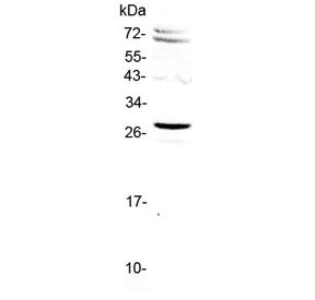 Western blot testing of human HeLa cell lysate with SIX6 antibody at 0.5ug/ml. Predicted molecular w