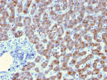 Prohibitin Antibody / PHB