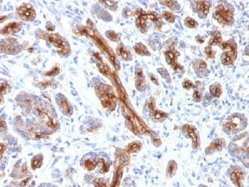 IHC testing of FFPE human pancreas with CFTR antibody (clone CFTR/1341). HIER: boil tissue sections 