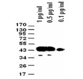 FLAG Tag Antibody