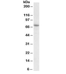 AARSD1 Antibody