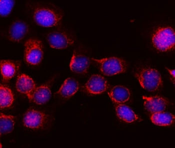 KIBRA Antibody / WWC1
