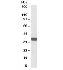 Aspa Antibody
