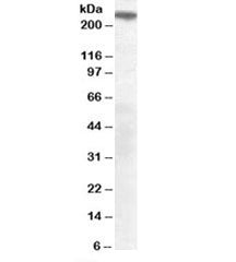 SORLA Antibody