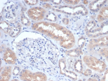 IHC staining of FFPE human kidney tissue with GCLM antibody (clone GCLM/4068). HIER: boil tissue sec