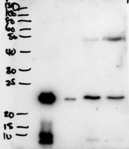 PLUNC Antibody