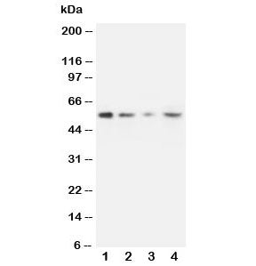 MMP10 Antibody