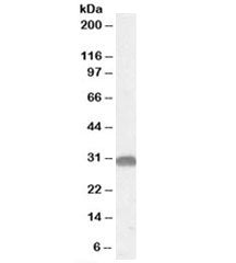 OTUB1 Antibody