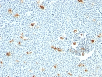 Macrophage Antibody (pan)