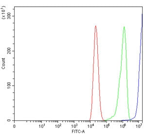 L1CAM Antibody / NCAM-L1 / CD171