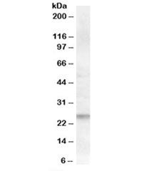 Western blot testing of human lymph node lysate with FAIM1 antibody at 0.5ug/ml. Predicted/observed 