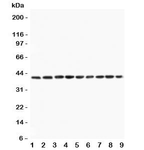 PON1 Antibody