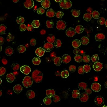Immunofluorescent staining of human Raji cells with HLA-DRB1 antibody (clone SPM289, green) and Redd