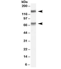 MELK Antibody