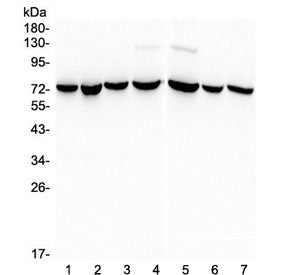 HSPA2 Antibody