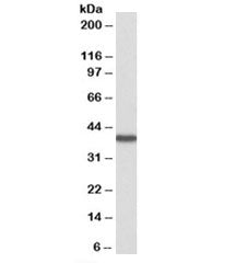 Western blot testing of human kidney lysate with HAO2 antibody at 0.3ug/ml. Predicted molecular weig