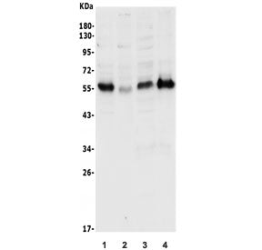 p57 Antibody / p57Kip2